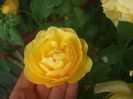 poza flori 057