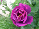 Rhapsody in blue