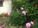 poza flori 087