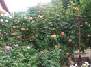 poza flori 103