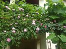 poza flori 113