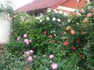poza flori 117