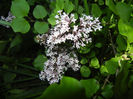 Syringa patula Miss Kim (2014, May 13)