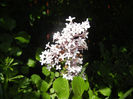 Syringa patula Miss Kim (2014, May 13)