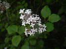 Syringa patula Miss Kim (2014, May 13)