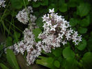 Syringa patula Miss Kim (2014, May 13)