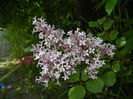 Syringa patula Miss Kim (2014, May 13)