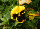Pansy (2014, May 13)