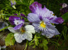 Pansy (2014, May 16)