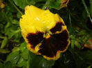 Pansy (2014, May 16)