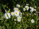 Bellis perennis (2014, May 13)