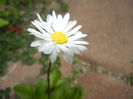 Bellis perennis (2014, May 18)