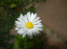 Bellis perennis (2014, May 18)
