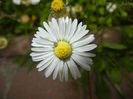 Bellis perennis (2014, May 18)