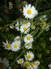 Bellis perennis (2014, May 18)