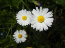 Bellis perennis (2014, May 18)