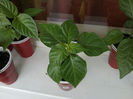 Scotch Bonnet Rosu