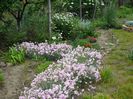 gradina in 2014 -23 mai 010