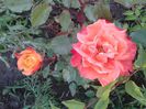 today;s pictures flori 016