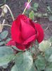 today;s pictures flori 018