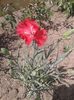 today;s pictures flori 036