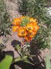 today;s pictures flori 043