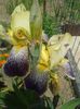 today;s pictures flori 044
