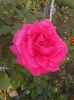 today;s pictures flori 055