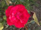 today;s pictures flori 056