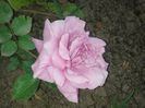 today;s pictures flori 057
