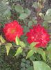 today;s pictures flori 059