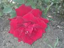 today;s pictures flori 060