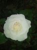 today;s pictures flori 063