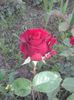 today;s pictures flori 065