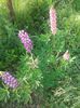 lupin