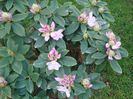 Rhododendron Gomer Waterer 22 mai