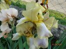 DSC03551