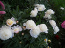 DSCN3527