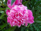 DSCN3528