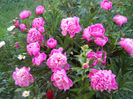 DSCN3530