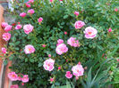 DSCN3514