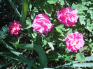 DSCN3498