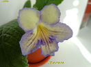 Seren (24-05-2014)