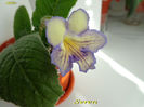 Seren (24-05-2014)