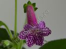 Kohleria Isabell (ni)