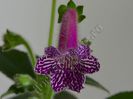 Kohleria Isabell (ni)