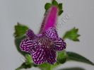 Kohleria Isabell (ni)