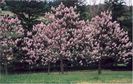 Paulownia tomentosa