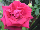Picture My plants 252