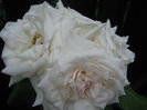 Picture My plants 254
